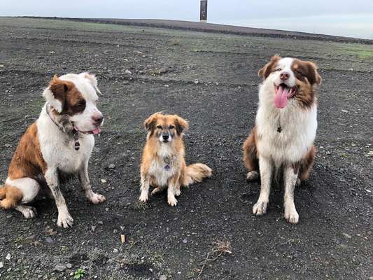 Bester Freund, Hundekumpel - zeigt her!-Beitrag-Bild