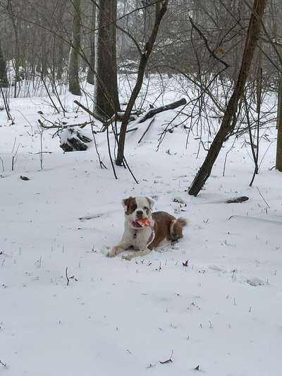 Seltene Rassen!-Beitrag-Bild