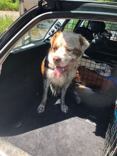 Tongue Out Tuesday-Beitrag-Bild