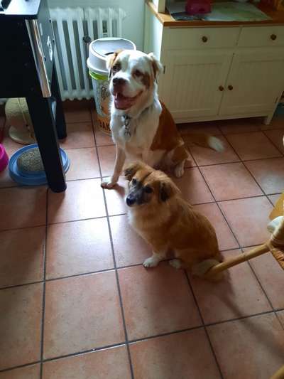 Mischlingshunde Foto Aufruf-Beitrag-Bild