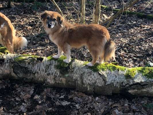 Postet das beste Foto von euren 4 beinern-Beitrag-Bild