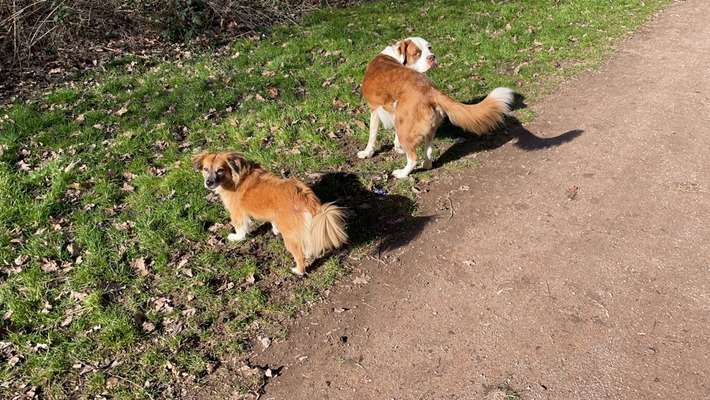 Mehrere Hunde zuhause !-Beitrag-Bild