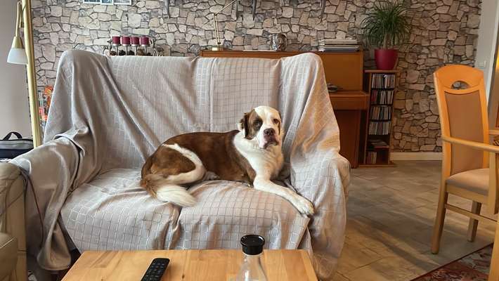 Mischlinge raten - Rätselspaß-Beitrag-Bild