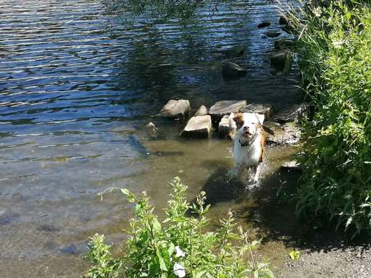 Dogorama-Monats-Challenge-Mai "Wasser"-Beitrag-Bild