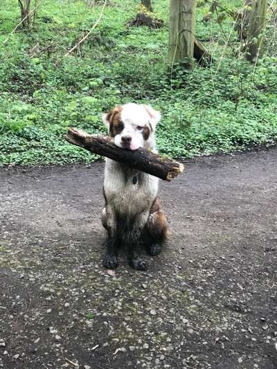 Postet das beste Foto von euren 4 beinern-Beitrag-Bild