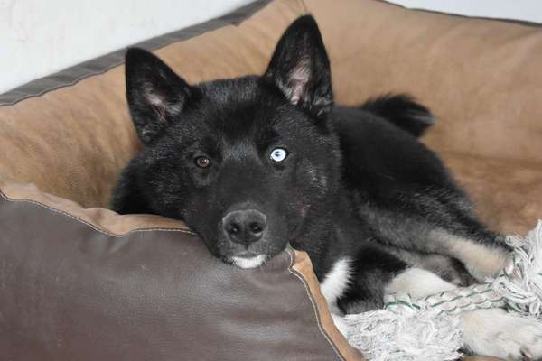 Dogorama Photo Challenge - Hundeblick zum hinschmelzen-Beitrag-Bild