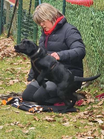Hundeschulen-Mein Hund und Ich e.V.-Bild