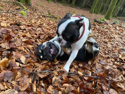 Dogorama Photo Challenge - Die besten Hundebuddys-Beitrag-Bild