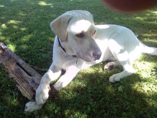 Labradorfans-Beitrag-Bild