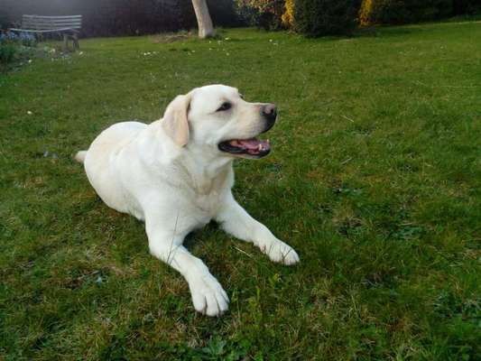 Labradorfans-Beitrag-Bild