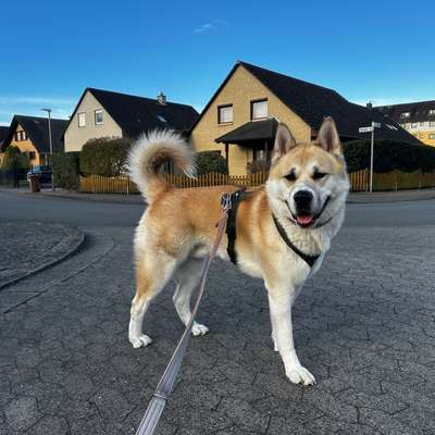 Hundetreffen-Suche Spielfreunde-Bild