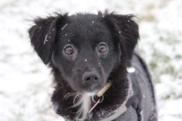 Welpen Bilder !-Beitrag-Bild