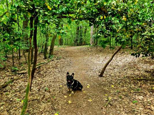 Die Dogorama Monats Challenge "Es grünt und blüht"-Beitrag-Bild