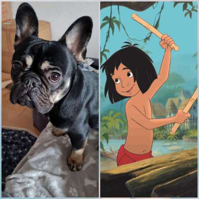 Wie heißt dein Hund?-Beitrag-Bild