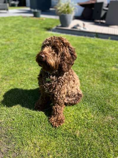 Hundetreffen-Gemeinsame Spaziergänge-Bild