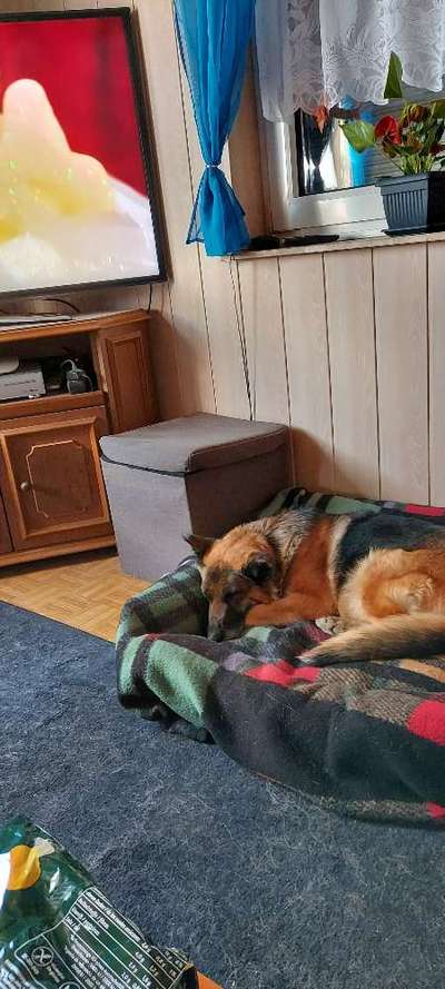 Mein Hund frisst nicht.-Beitrag-Bild