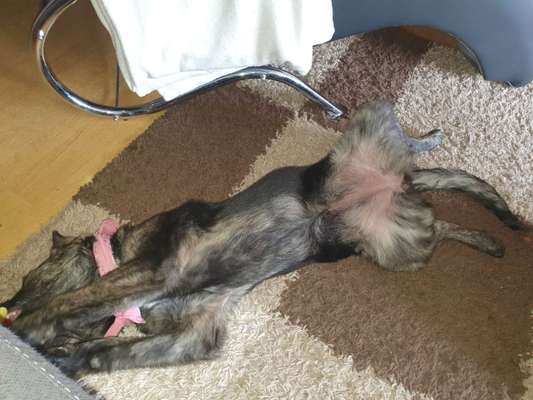 Zeigt mir die lustigsten Schlafpositionen eurer Fellnasen-Beitrag-Bild