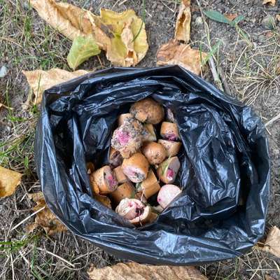 Giftköder-Giftköder-Bild