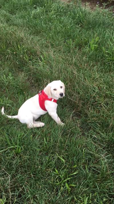 Das erste Bild eures Hundes-Beitrag-Bild