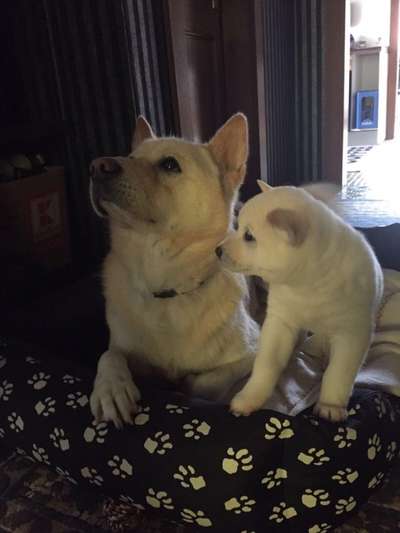 Das erste Bild eures Hundes-Beitrag-Bild