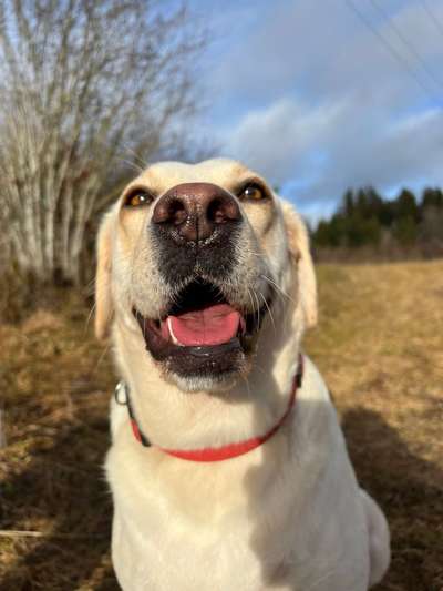Zeigt mir die tollste Nahaufnahme von eurer Fellnase-Beitrag-Bild