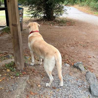 Labrador muss abnehmen 5kg-Beitrag-Bild