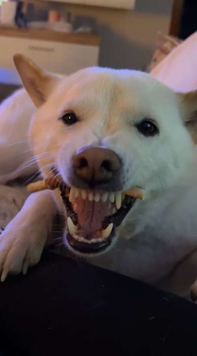 Zeigt mir die tollste Nahaufnahme von eurer Fellnase-Beitrag-Bild