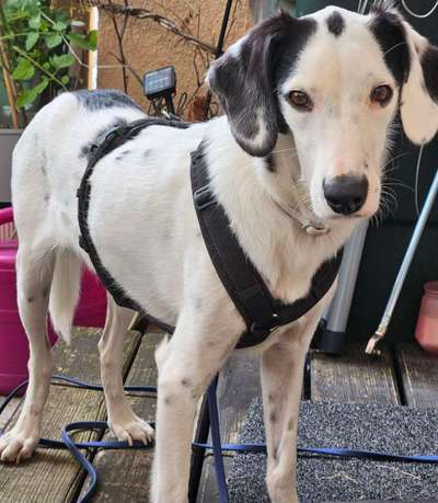 Unsere Fellnasen-Vielfalt im Überblick!-Beitrag-Bild