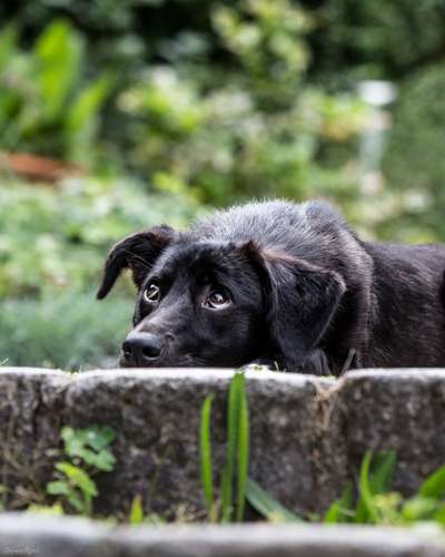 Die Dogorama Kalender Challenge Titelbild-Beitrag-Bild