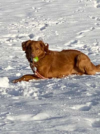 Nova Scotia Duck Tolling Retriever-Beitrag-Bild