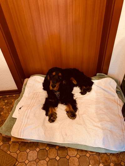 Hunderunde-Beitrag-Bild