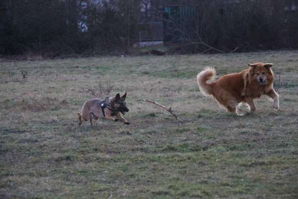 Hundeauslaufgebiet-Am Kirchteich-Bild