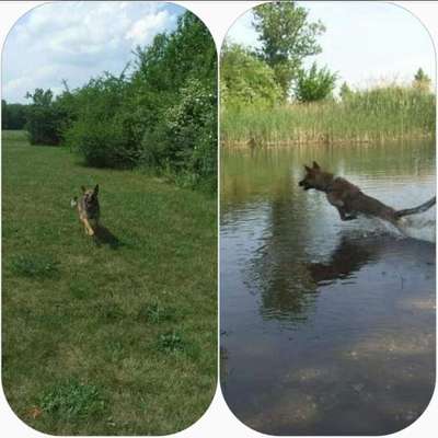 Hundeauslaufgebiet-Heide-Süd-Bild