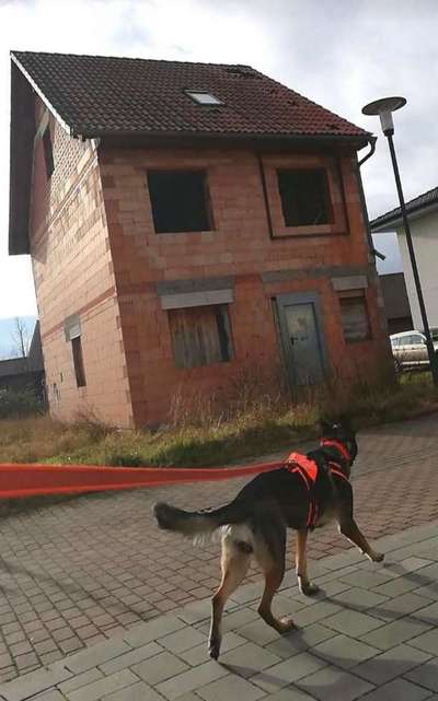 Mantrailing-Beitrag-Bild