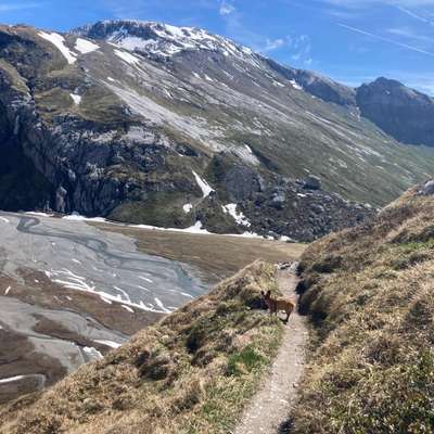 Bergwandern mit Hund-Beitrag-Bild
