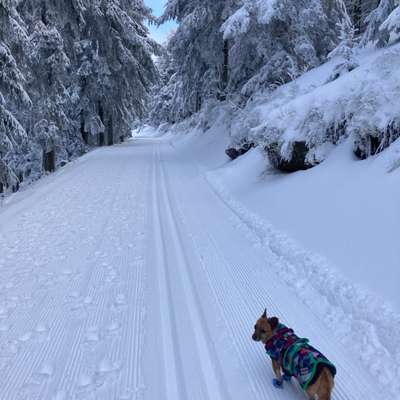 Pfotenprobleme bei der Kälte/Streusalz-Beitrag-Bild