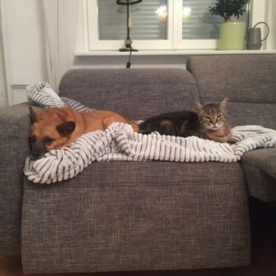 Hund und Katze zusammenführen-Beitrag-Bild