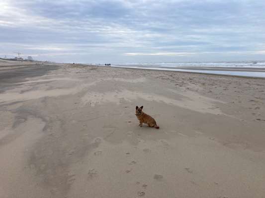 Urlaub mit Hund - Noordwijk - Erfahrungen?-Beitrag-Bild