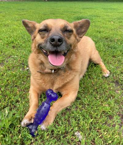 Fotosammlung: ,,Der natürliche Hund" Unbearbeitet, ungestellt und in Natura-Beitrag-Bild