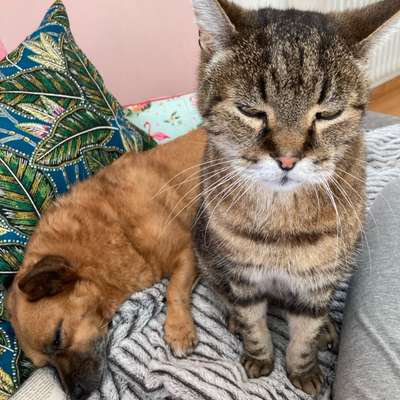 Hund und Katze zusammenführen-Beitrag-Bild