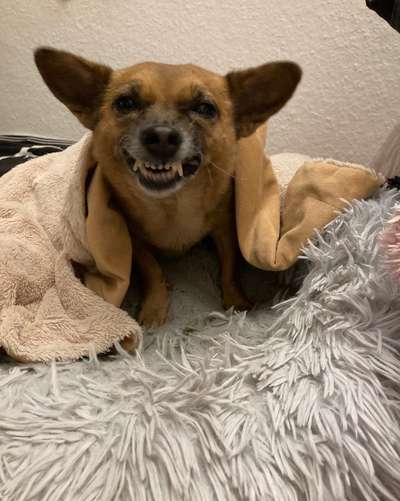 Ist Trockenfutter schädlich?-Beitrag-Bild