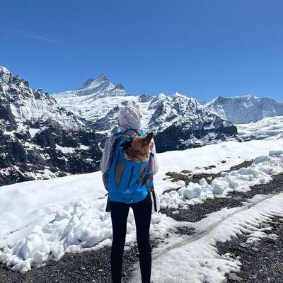 Hunderucksack für Mittelpudel-Beitrag-Bild