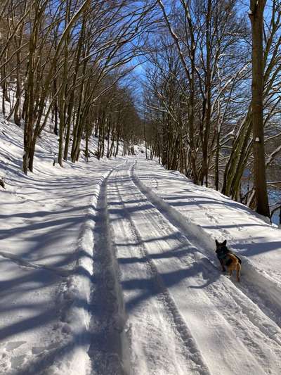 Hund im Tiefschnee-Beitrag-Bild
