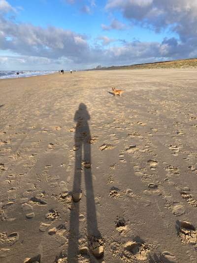 Urlaub mit Hund - Noordwijk - Erfahrungen?-Beitrag-Bild