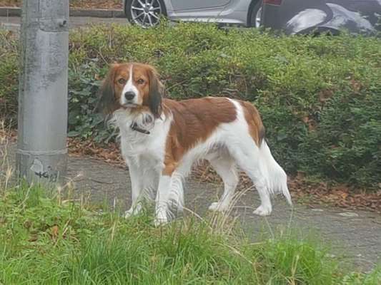 Kooikerhondje-Beitrag-Bild