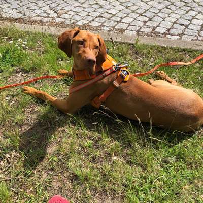 Hundetreffen-Joggen, Canicross-Bild