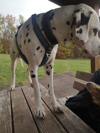 Halsband ab 45 kg oder stabiles Geschirr ?-Beitrag-Bild