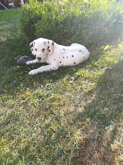 Welpen Bilder !-Beitrag-Bild