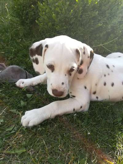 Welpen Bilder !-Beitrag-Bild