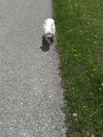 Unsere Fellnasen im Regenbogenland-Beitrag-Bild